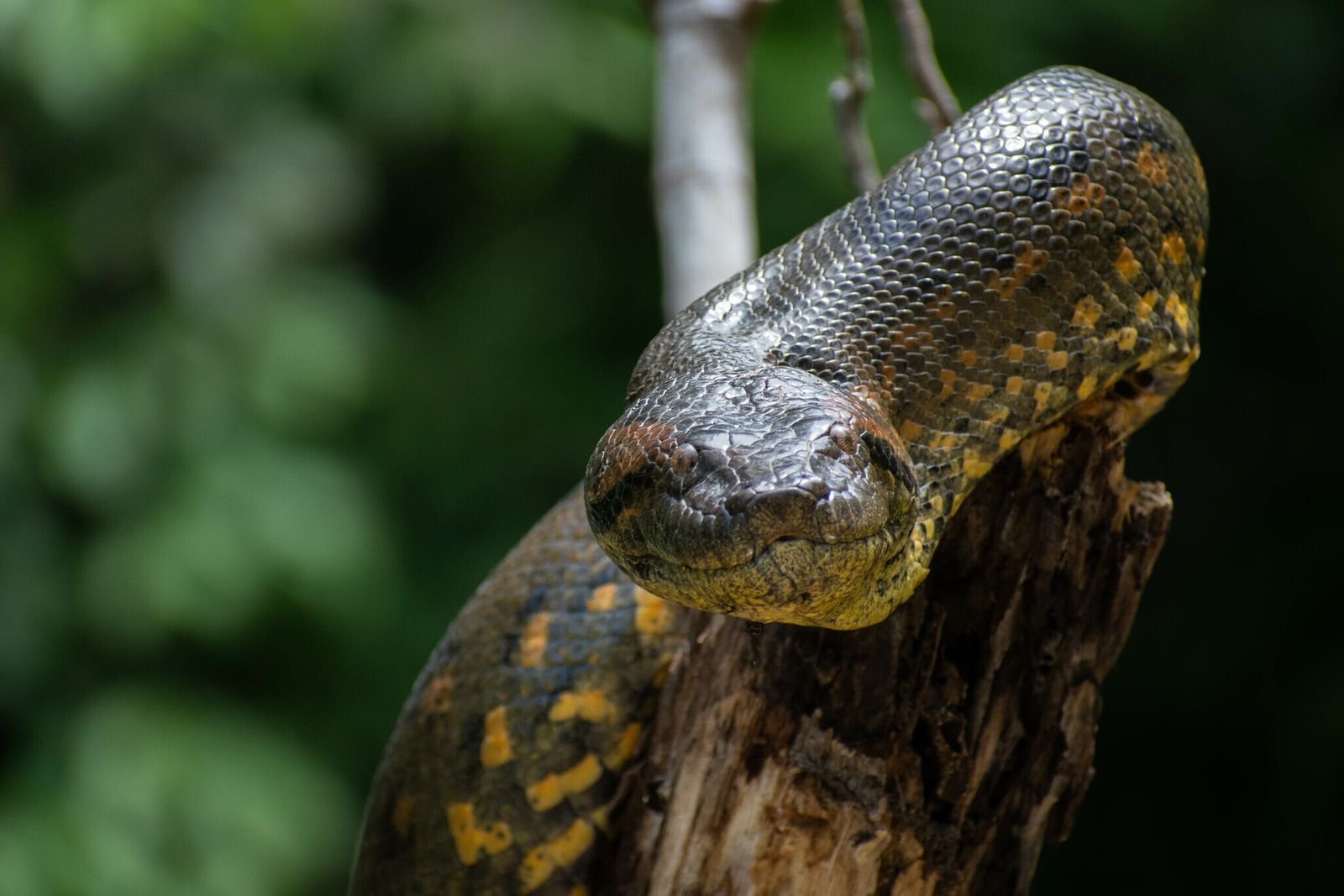 Anaconda verde